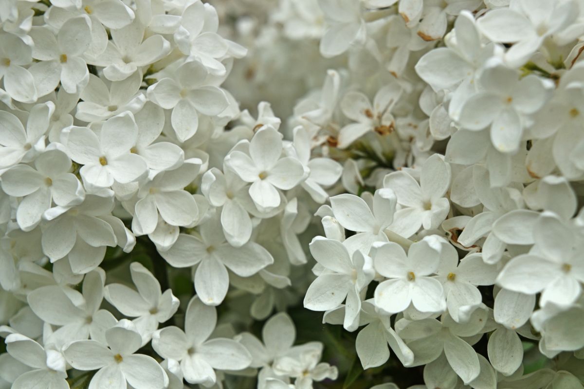 Сад Идей (Idėjų Sodas)