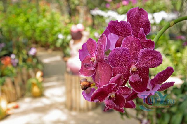 Сад орхидей