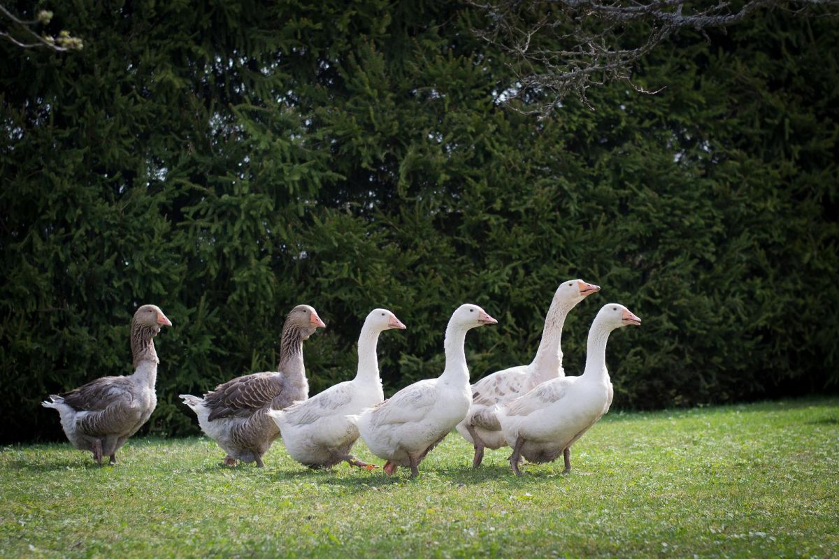 Парк животных и птиц на хуторе Тейспере