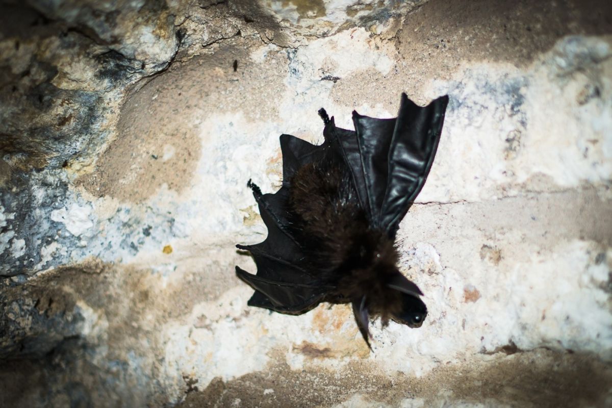 Казематы нарвского бастиона Виктория