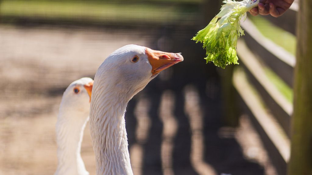 Ферма бабушки Энн