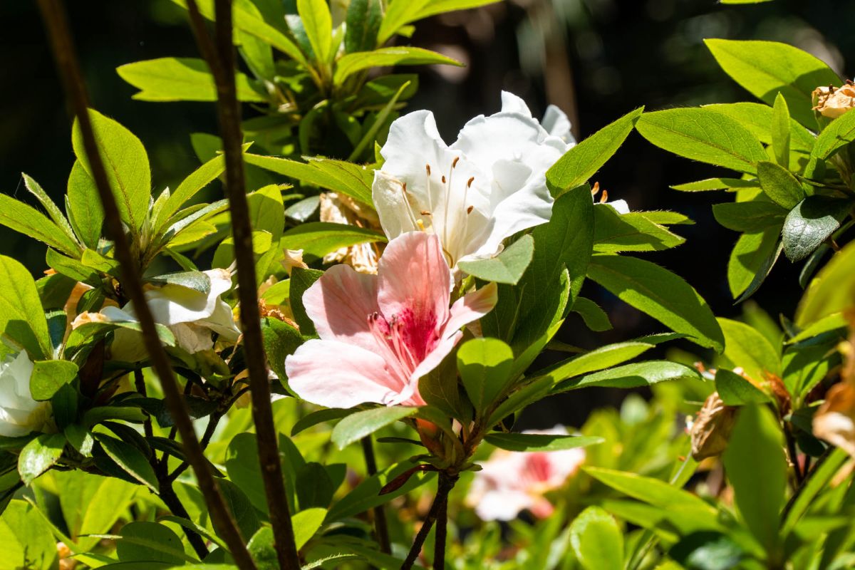 Батумский ботанический сад