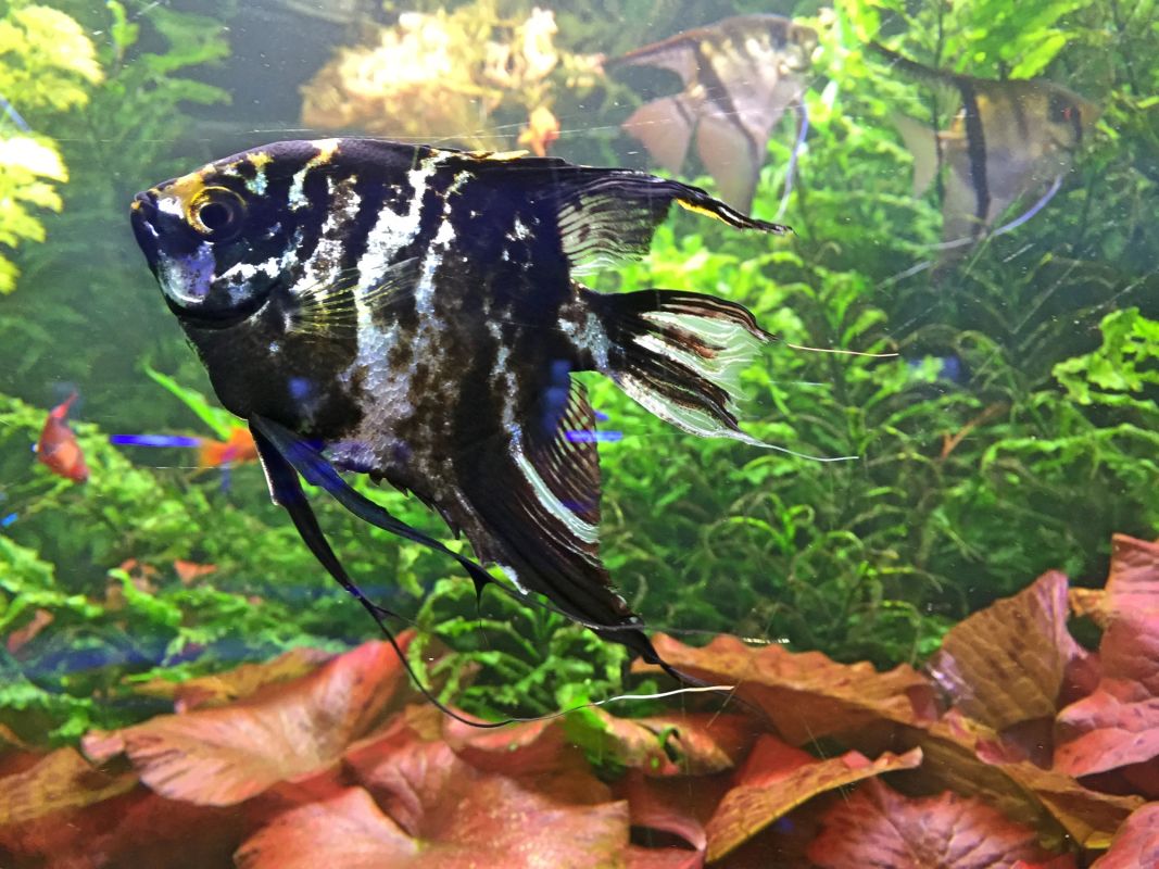 Океанариум Морская Сказка в Киеве