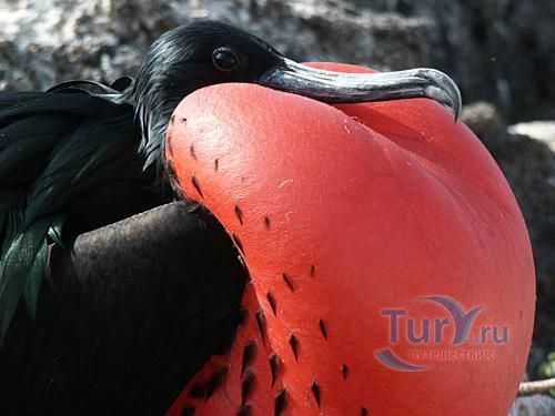 Литл Игуана и Росарио Кайе (Little Iguana and Rosario Caye)