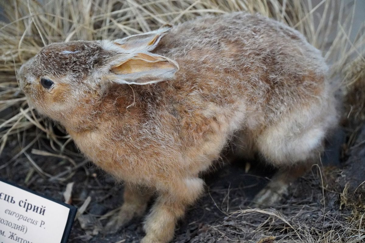 Житомирский музей природы