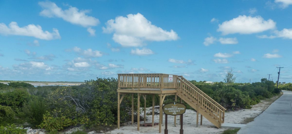 Пруд Фламинго