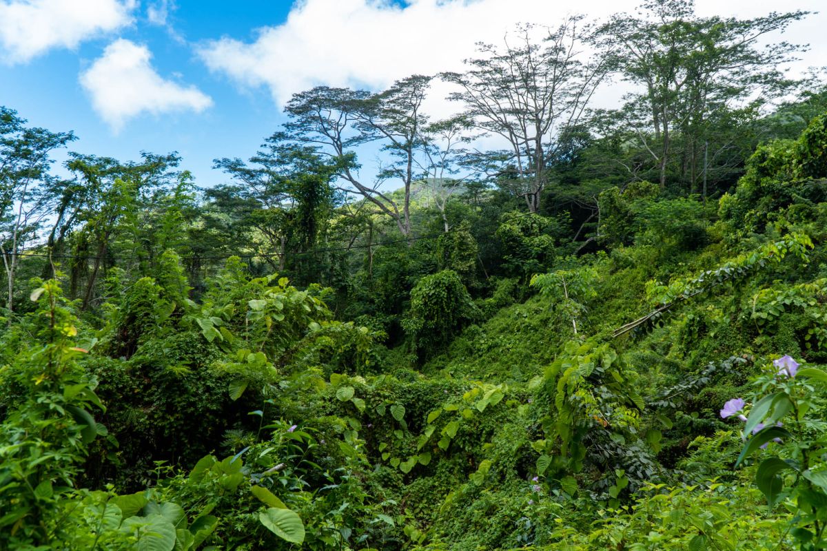 Салази Трейл