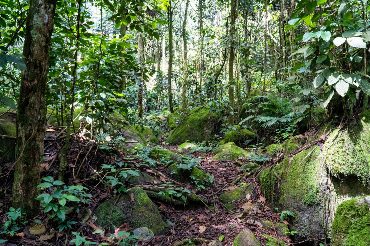 Салази Трейл