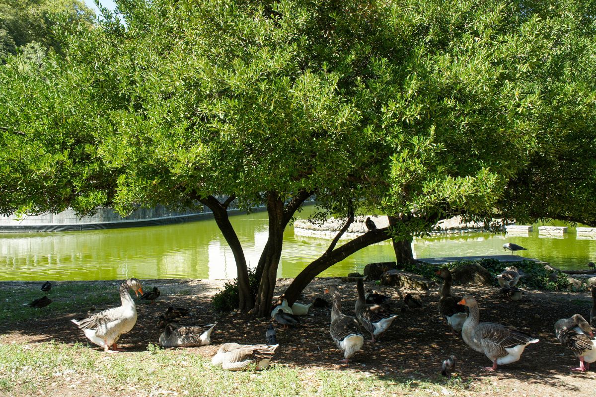 Парк Эдварда VII и Эстуфа Фриа 