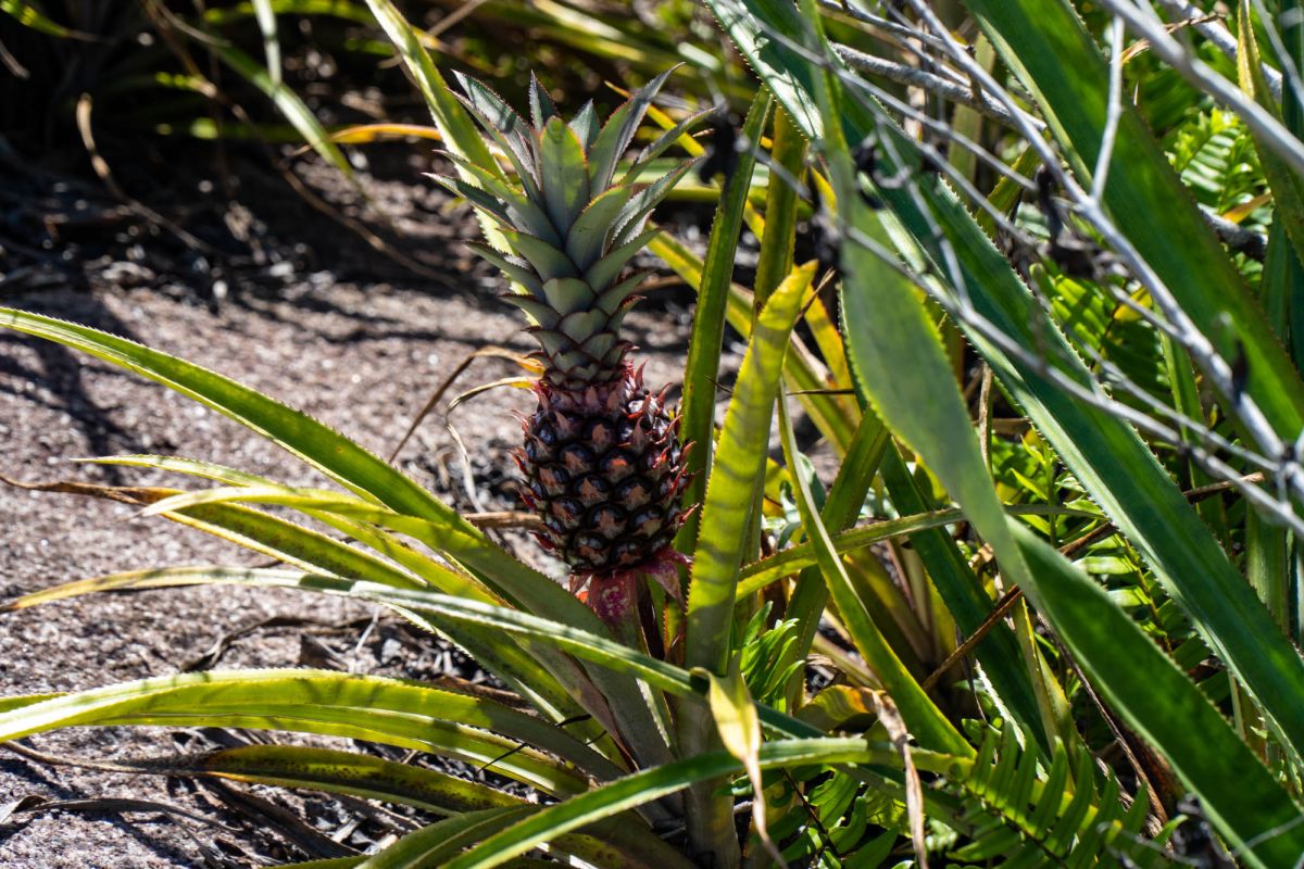 Гласис Ла Резерв Трейл