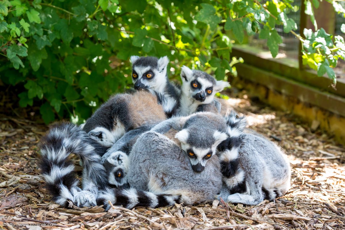 Зоопарк Банхем