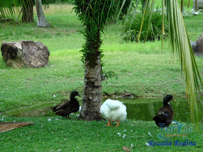 Ферма животных Кикис в Pelangi Beach Resort