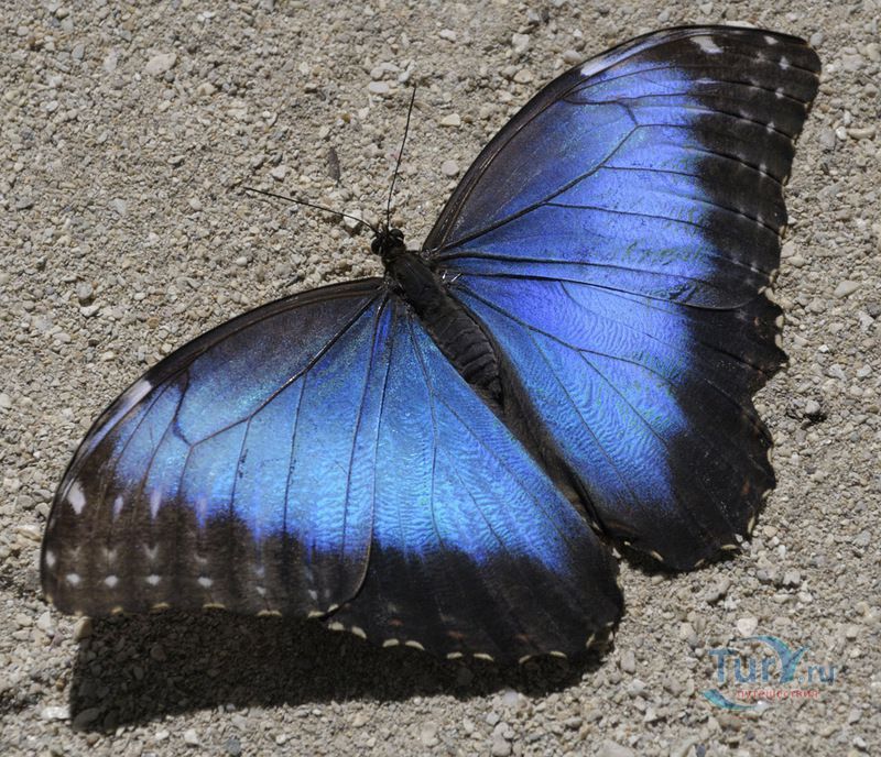 Ферма бабочек