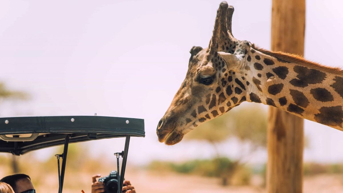 Зоопарк Аль-Айна