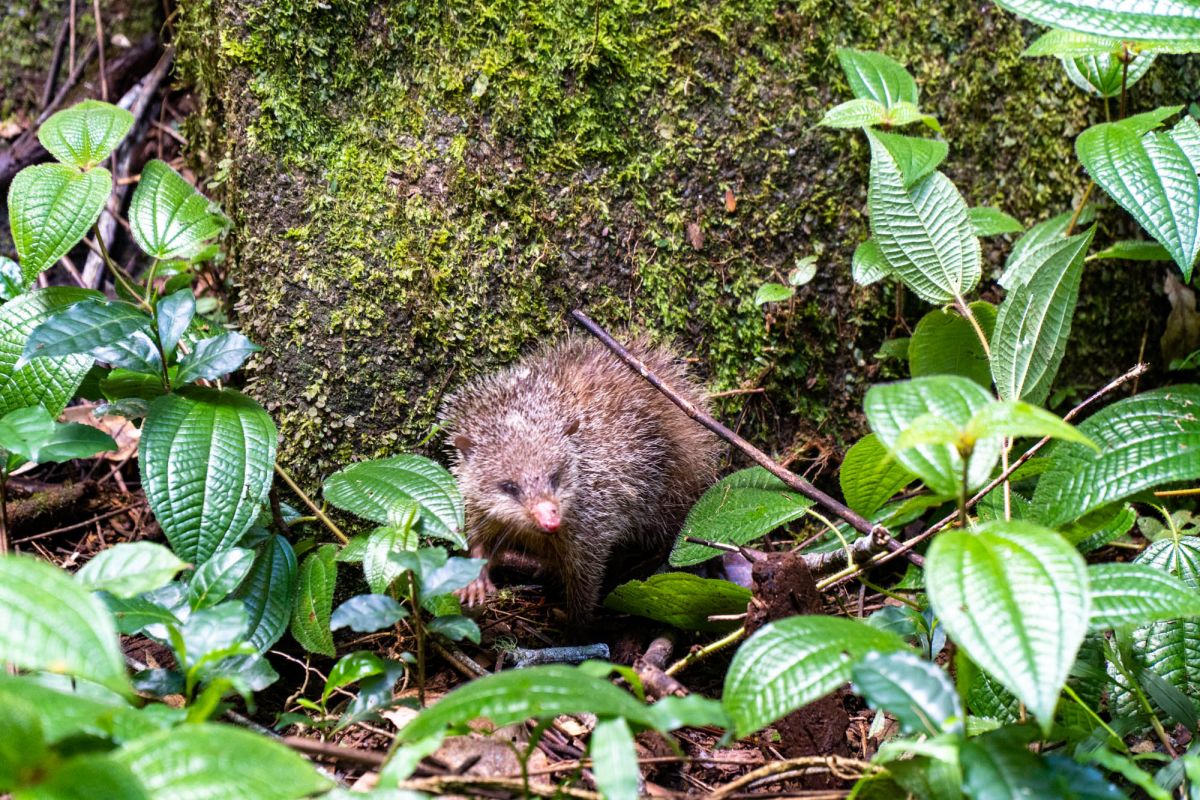 Салази Трейл