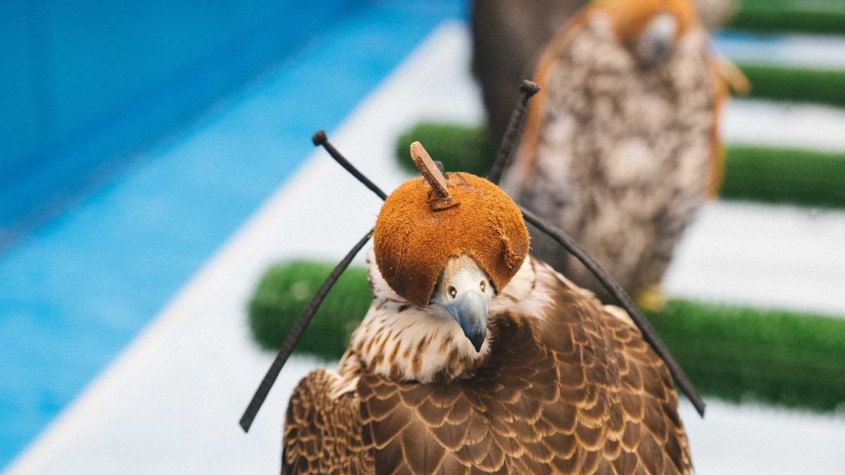 Соколиная больница Абу-Даби