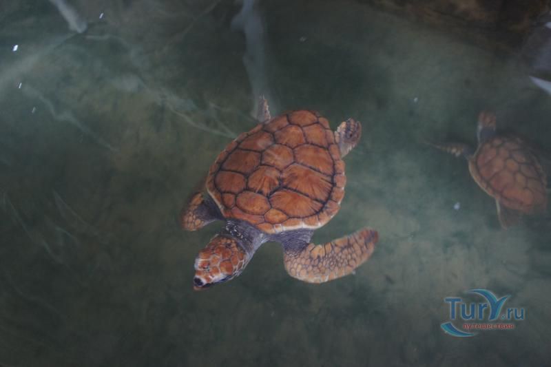 Черепашья ферма Turtle Conservation Research Center в Косгоде