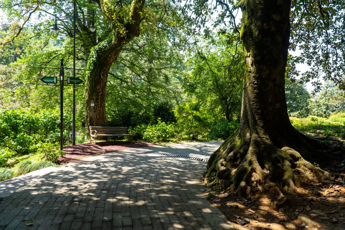 Батумский ботанический сад