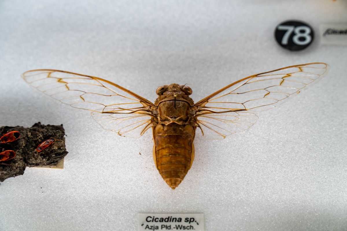 Музей естественной истории Вроцлавского университета