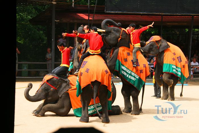 Шоу слонов