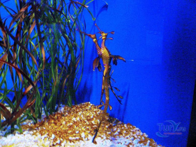 Аквариум Барселоны