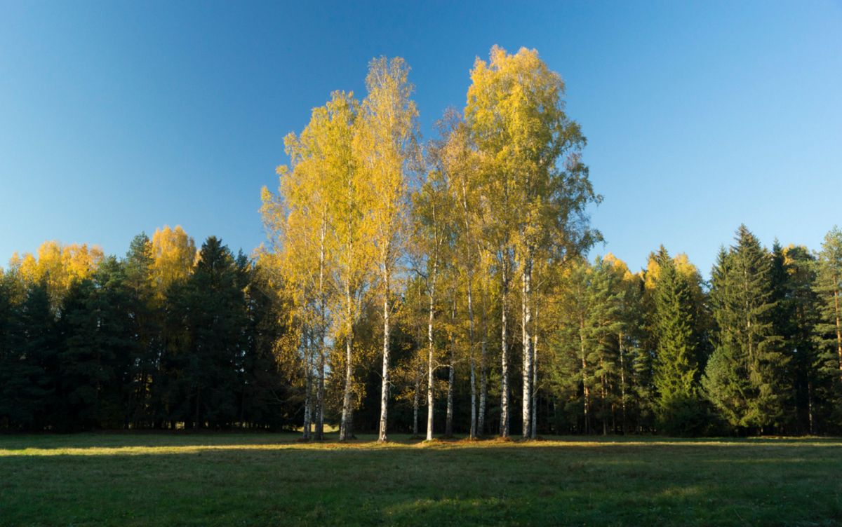 Белая берёза