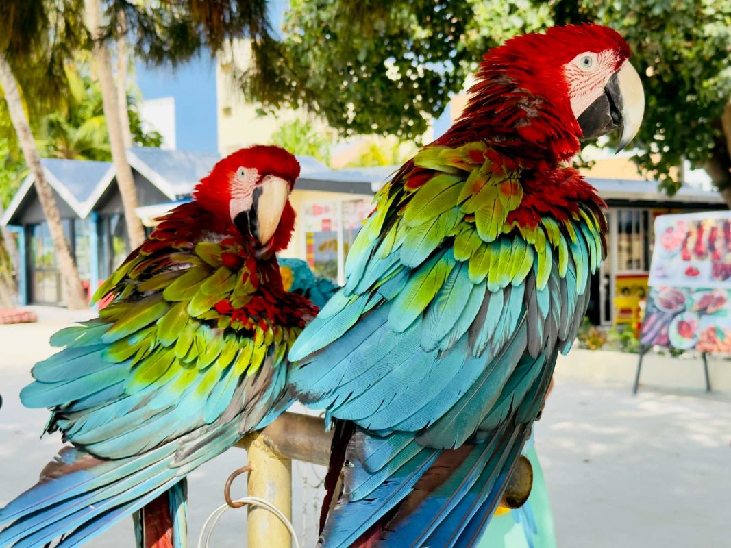 Пэррот Спот