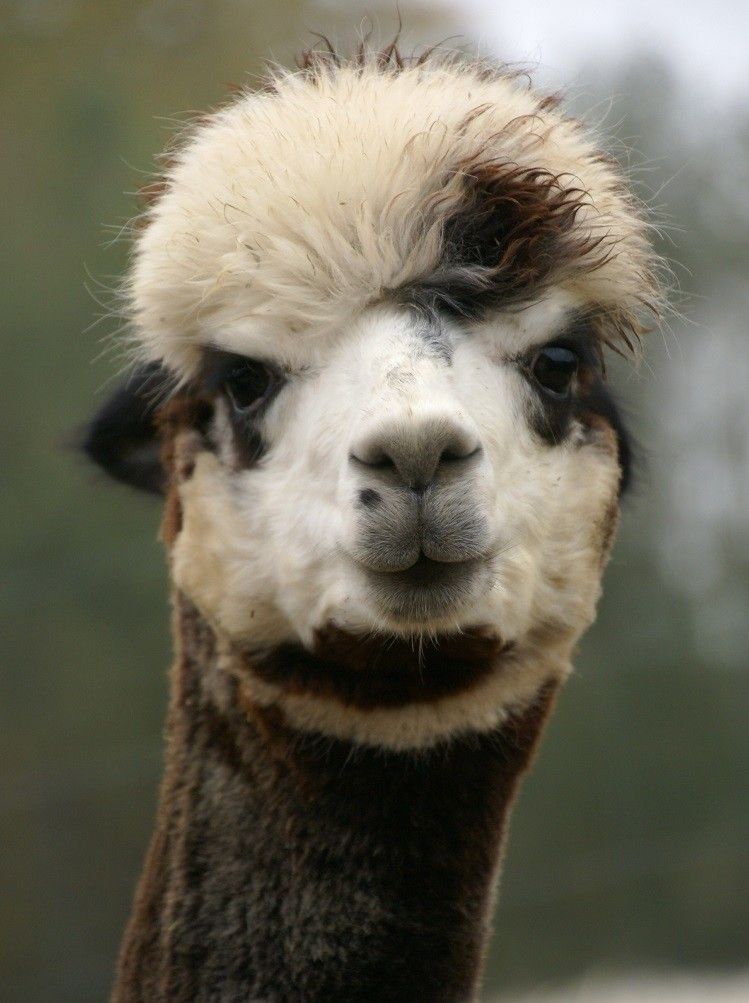 Ферма альпак – крупнейшая в Эстонии ферма по разведению альпак!
