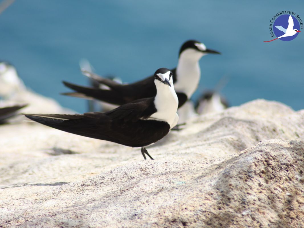 Особый заповедник острова Арид