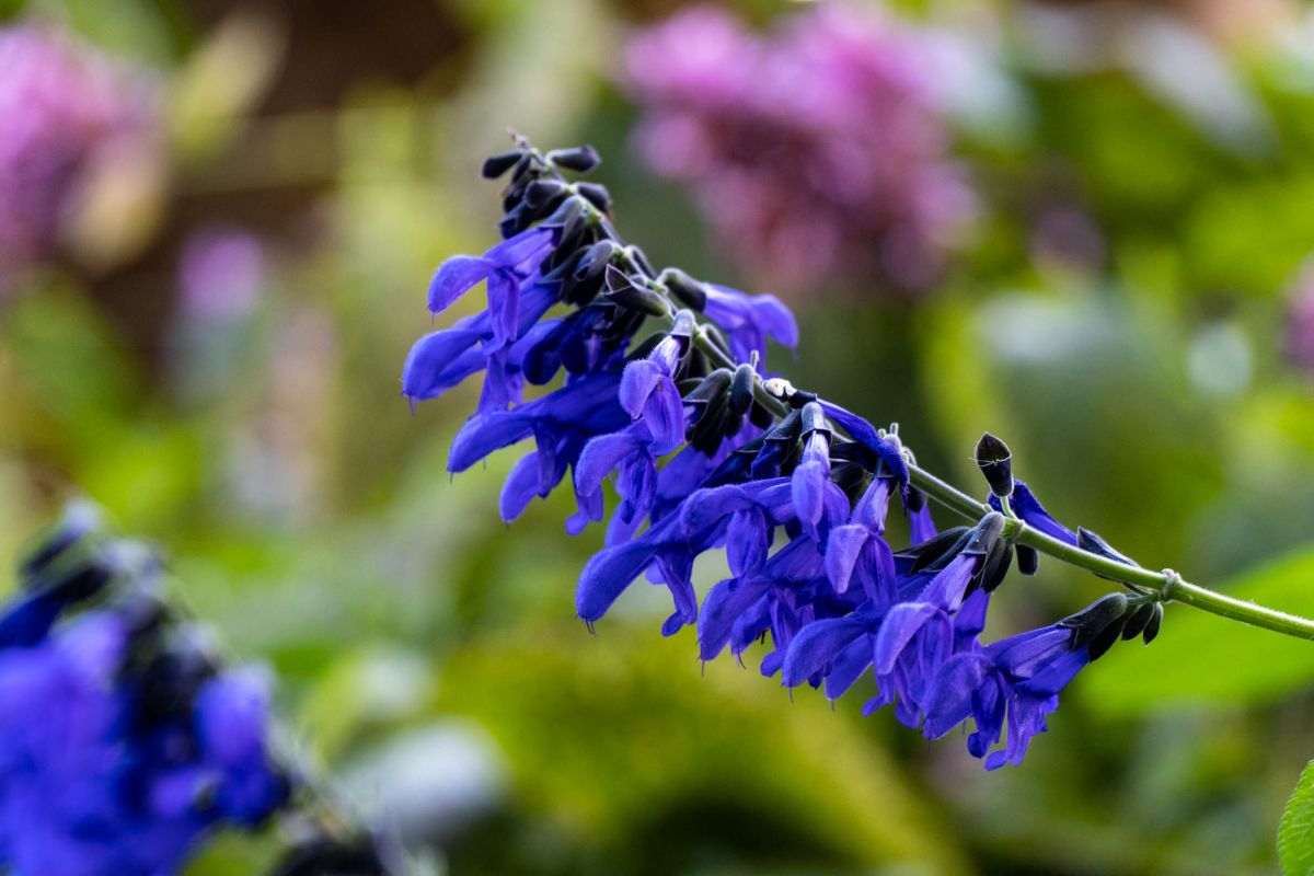 Ботанический сад Валенсии