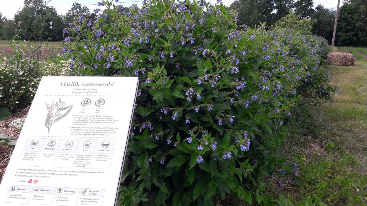 Центр лекарственных растений «Energia»