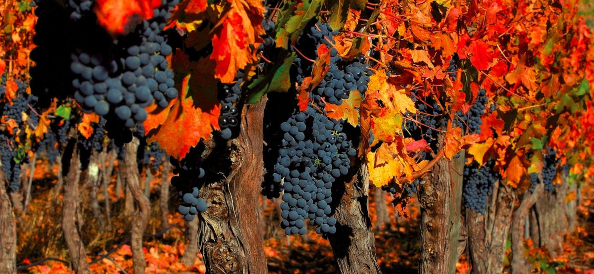 Долина Кольчагуа