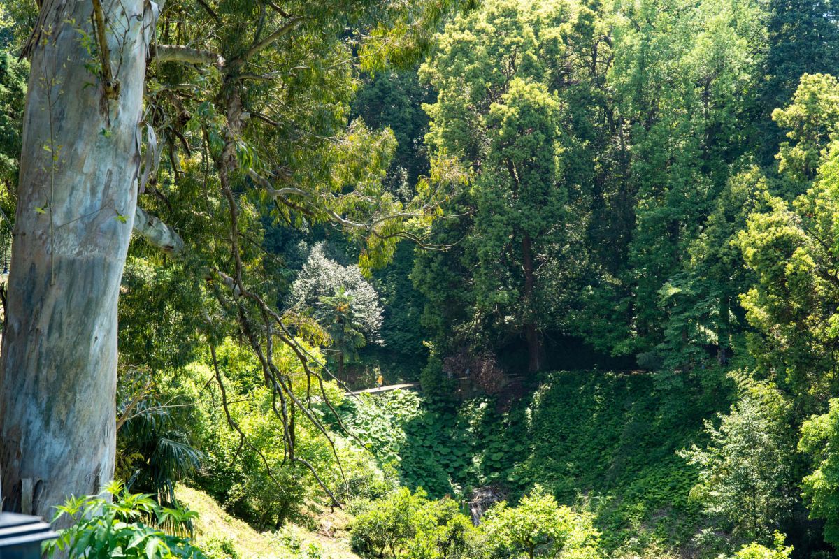 Батумский ботанический сад