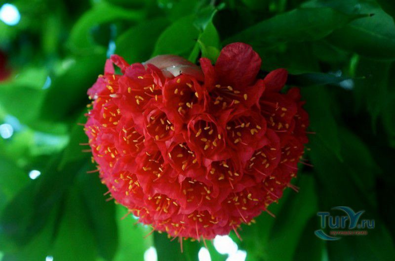 Национальный Ботанический Сад Сейшельских Островов