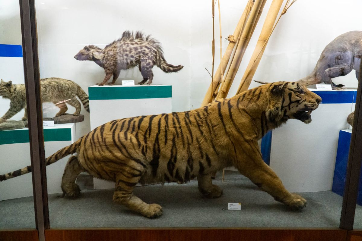 Музей естественной истории Вроцлавского университета