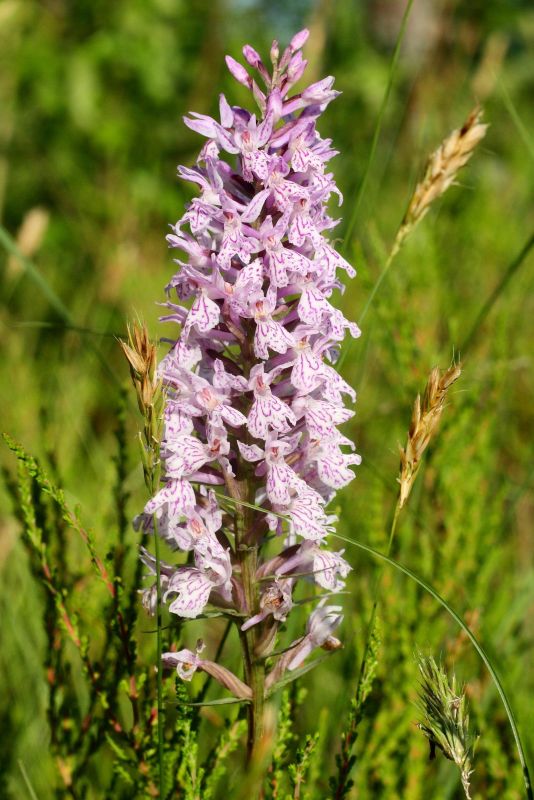 Кыргессаареская демонстрационная грядка с орхидеями