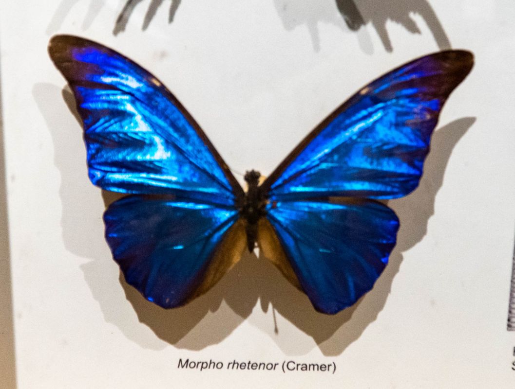 Музей естественной истории Вроцлавского университета