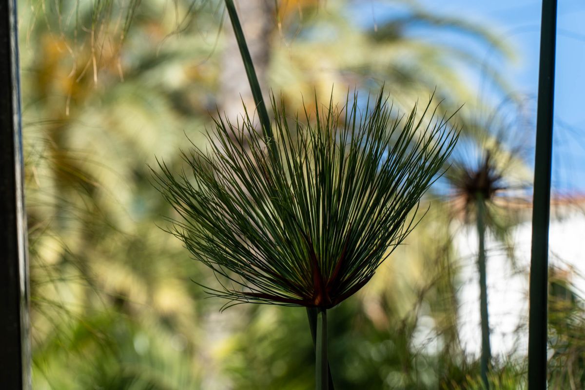 Ботанический сад Валенсии