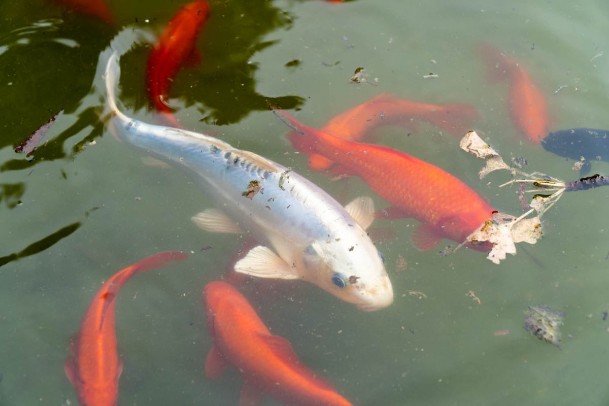 Сады Монфорт