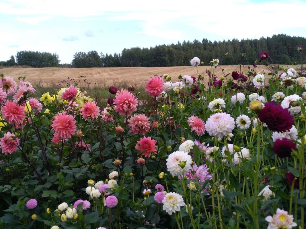 Сад на хуторе Микко