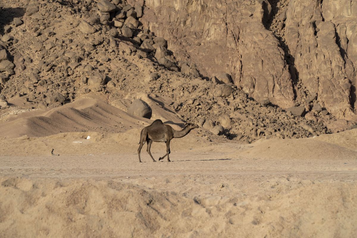 Пустыня Южного Синая 