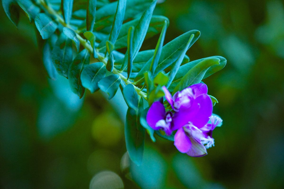 Парк Либердаде