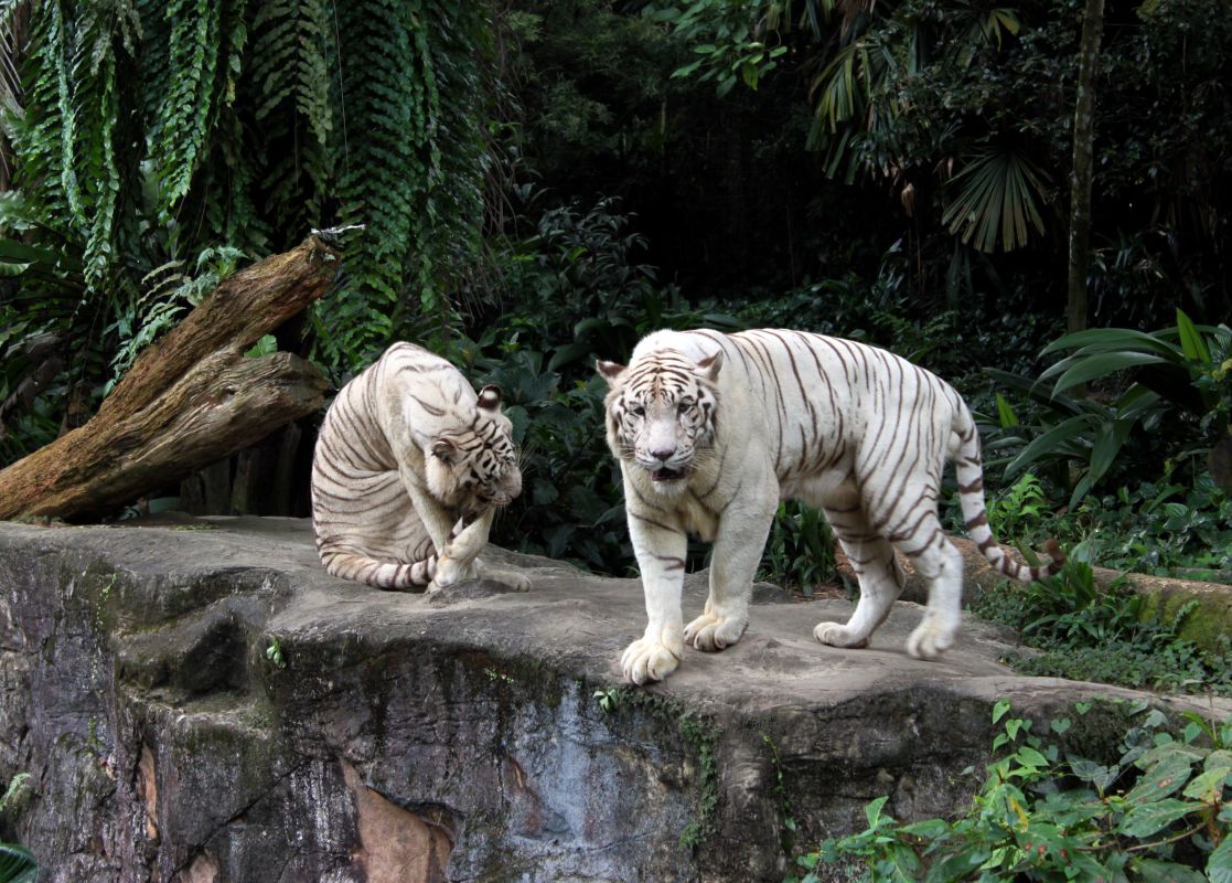 Ночное сафари