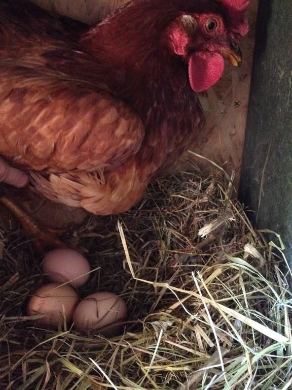 Столовая Mõisaproua в спа-салоне Harmoonikum