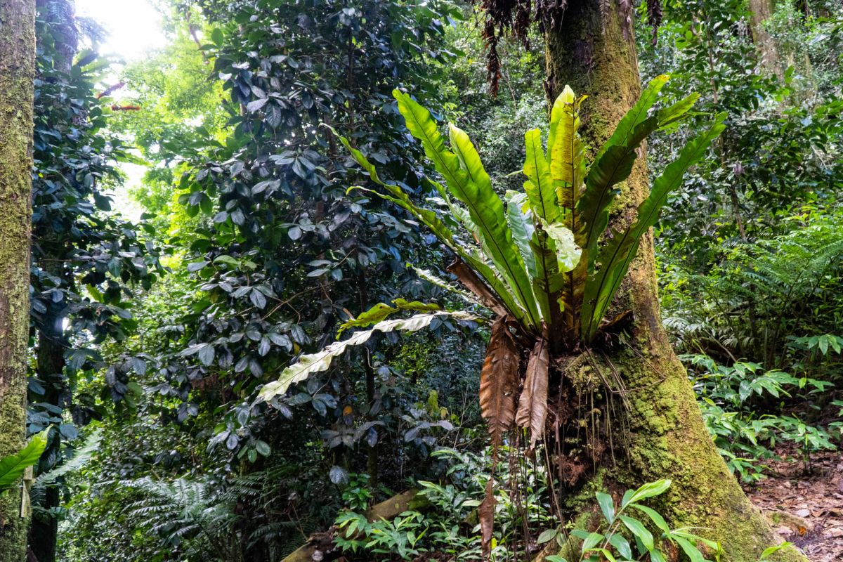 Салази Трейл