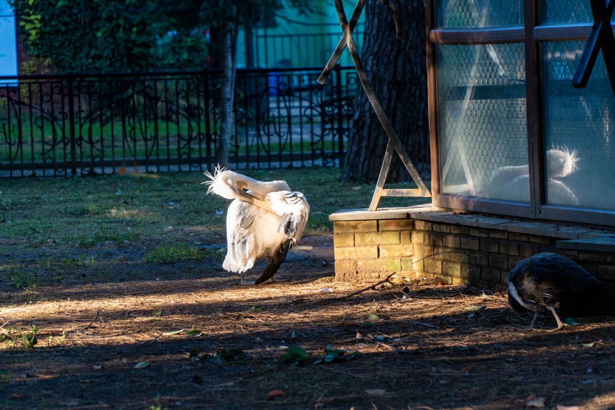 Птичий питомник