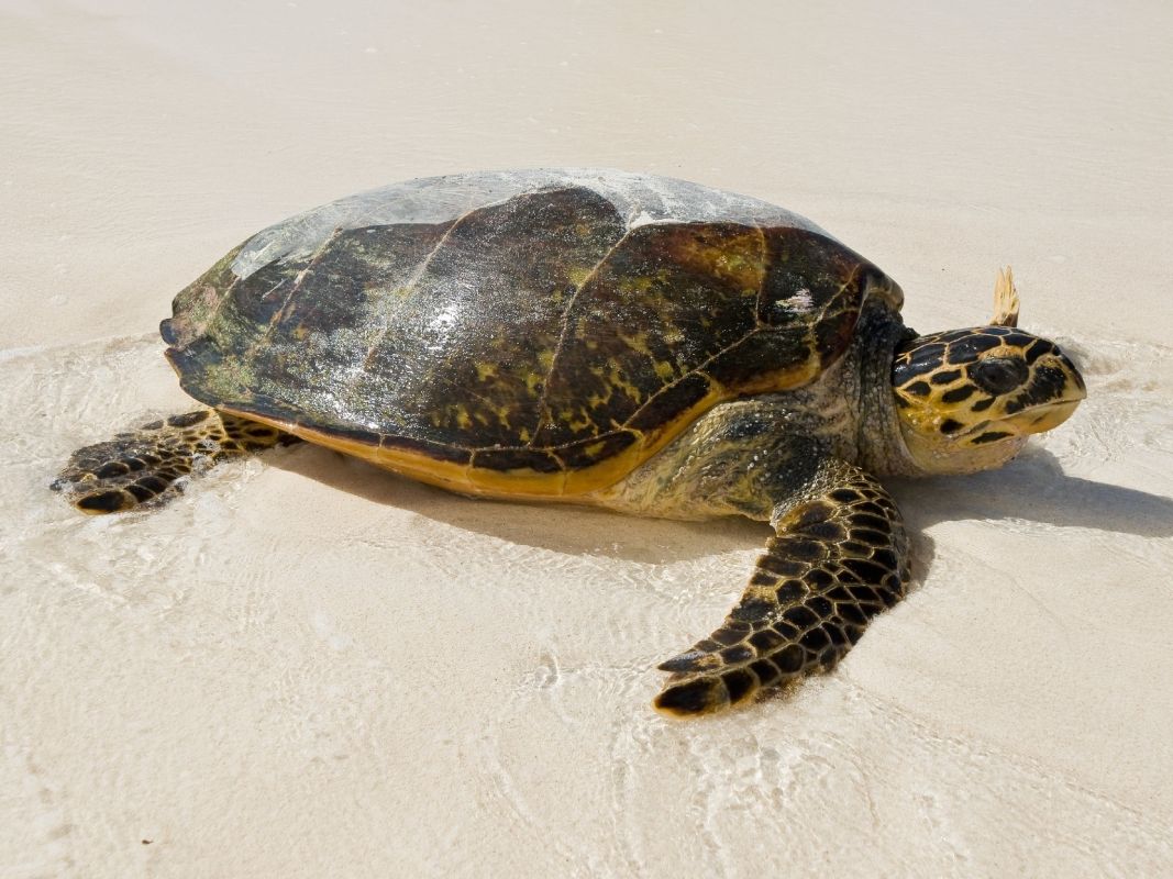 Особый заповедник острова Кузин