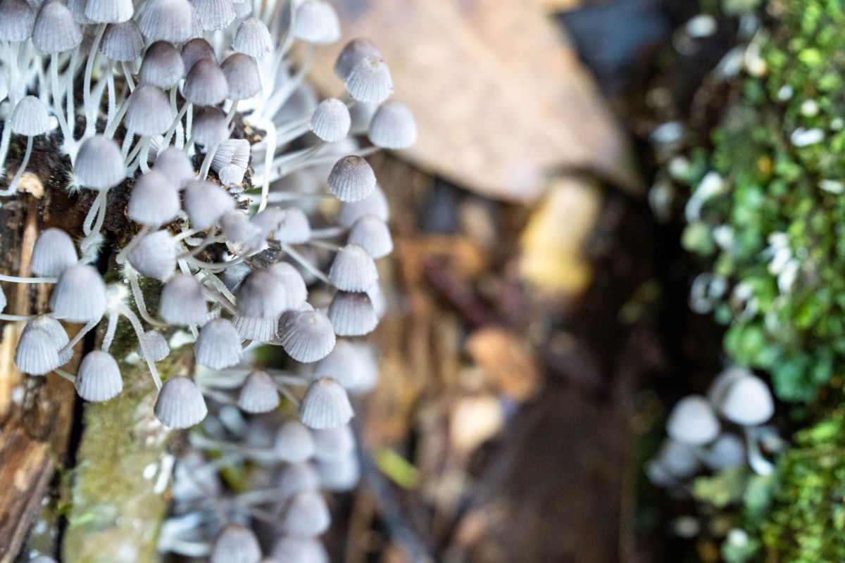 Салази Трейл