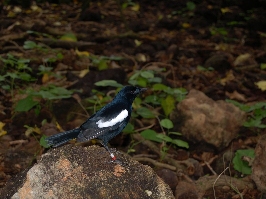 Остров Кузэн