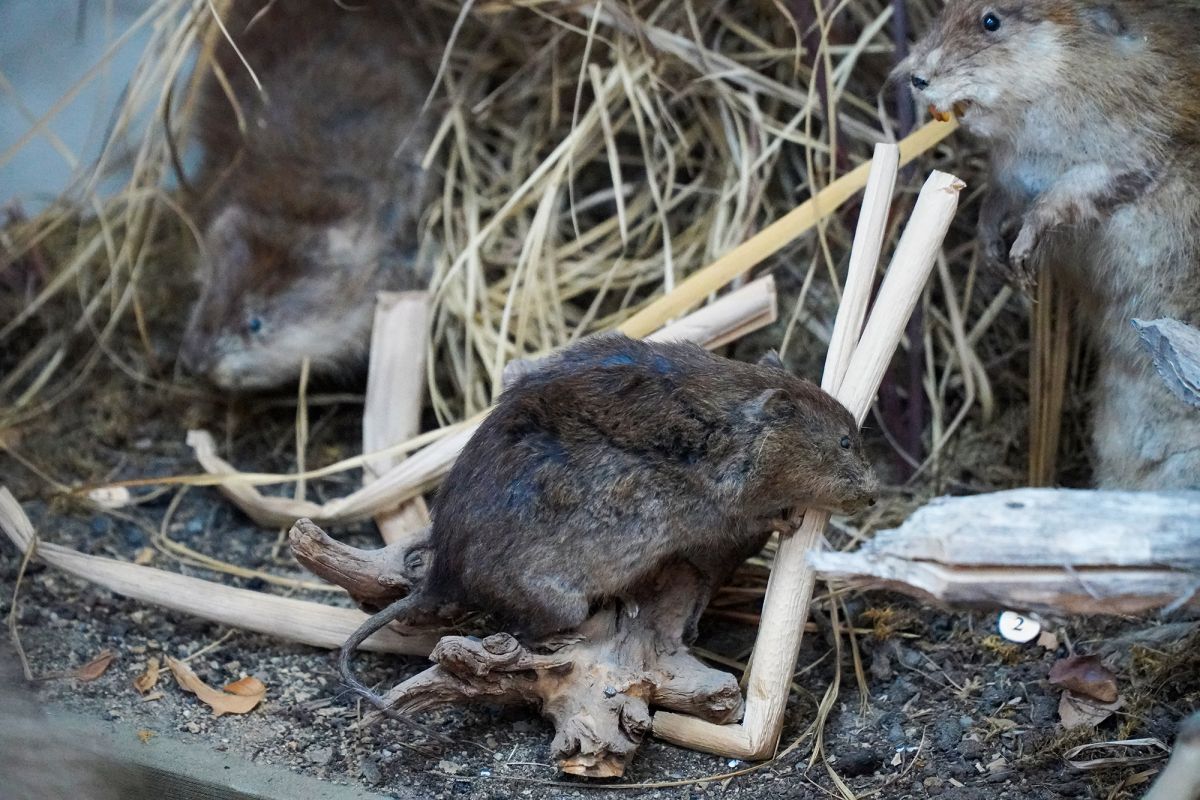 Житомирский музей природы